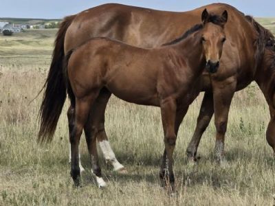Whiskey Up Queen JW<BR>AQHA 6494227
